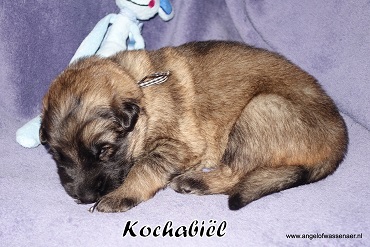 Kochabiël, donker grauwe Oudduitse Herder reu van 2 weken oud